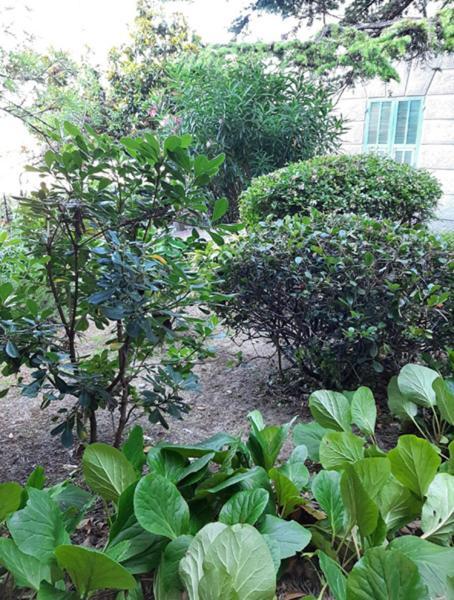 Casa Gazzano Villa Imperia Ngoại thất bức ảnh